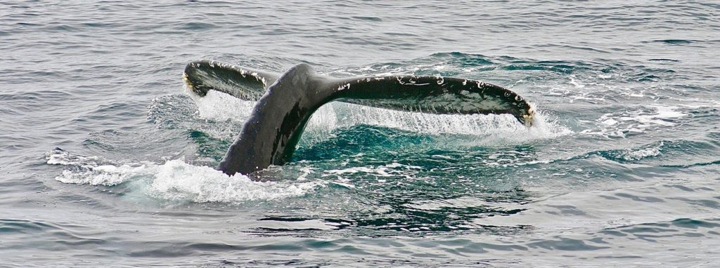 avistamiento de ballenas en Bangkok